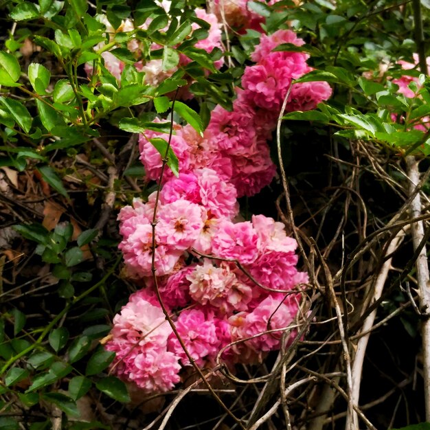 Foto close-up van roze bloemen