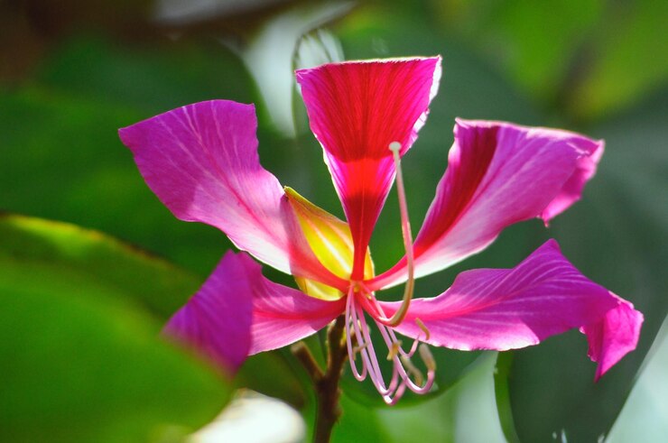 Foto close-up van roze bloemen