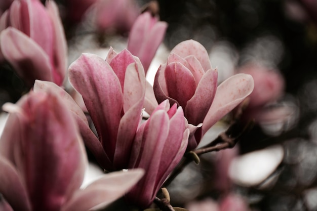 Close-up van roze bloemen