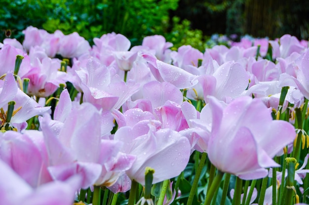 Foto close-up van roze bloemen