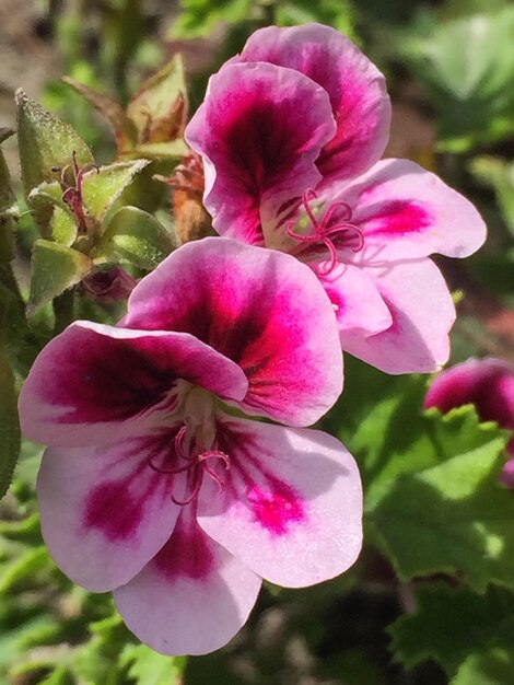 Foto close-up van roze bloemen