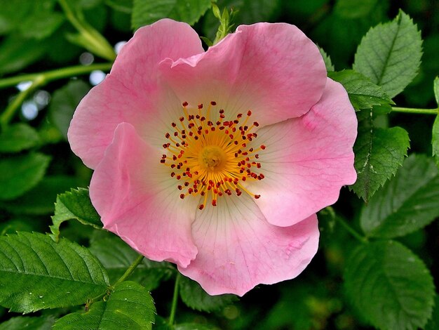 Foto close-up van roze bloemen