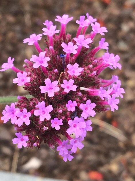 Foto close-up van roze bloemen