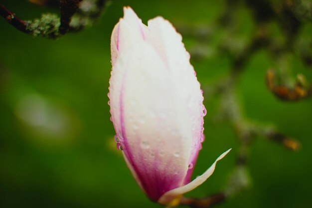 Foto close-up van roze bloemen