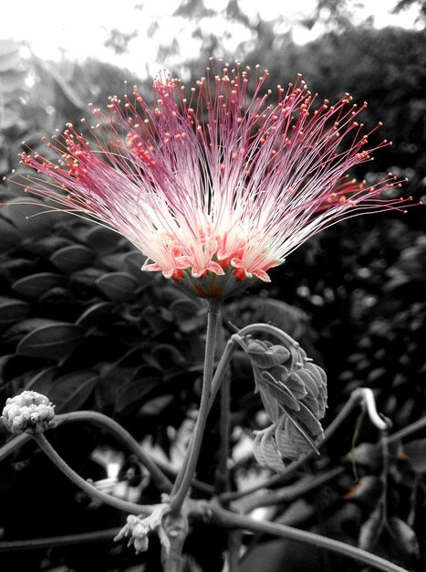 Close-up van roze bloemen