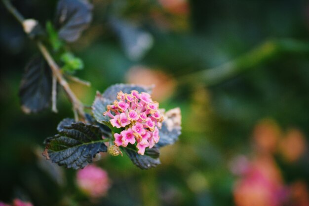 Foto close-up van roze bloemen