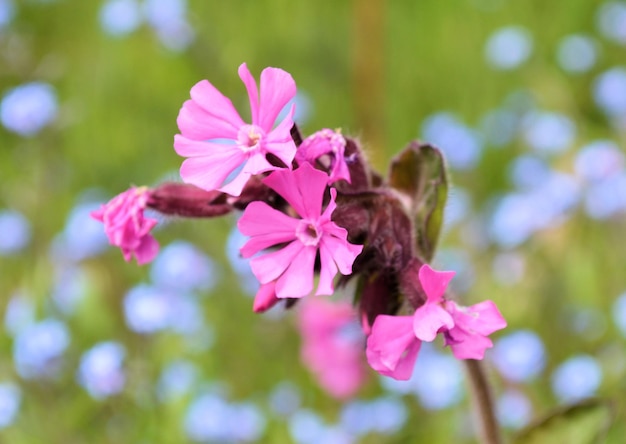 Foto close-up van roze bloemen