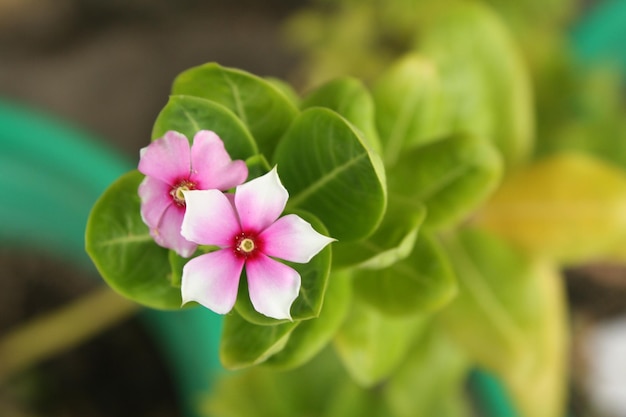 Foto close-up van roze bloemen