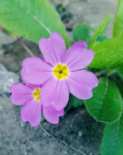 Foto close-up van roze bloemen