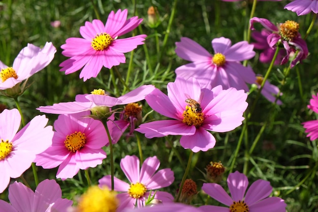 Close-up van roze bloemen