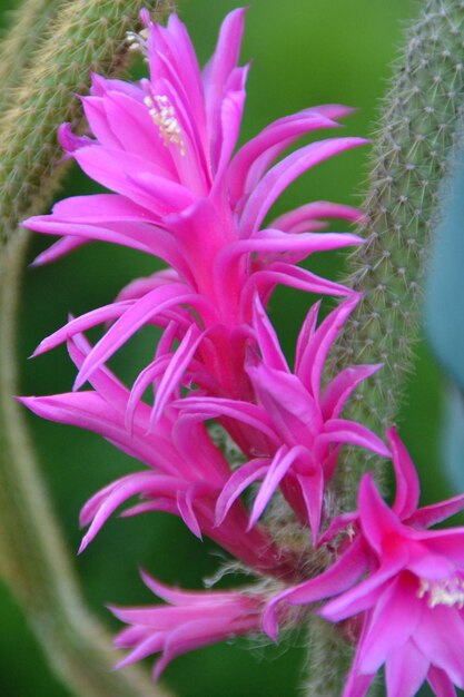 Close-up van roze bloemen