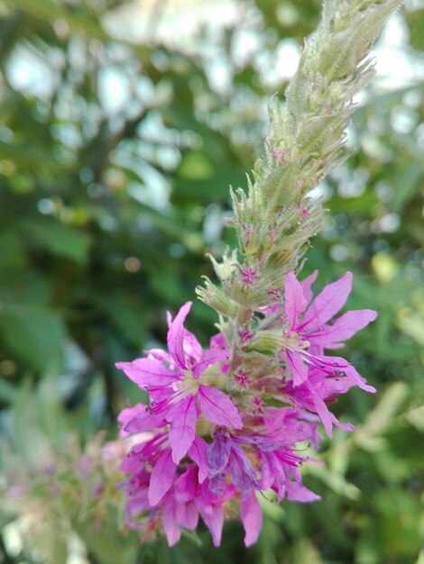 Foto close-up van roze bloemen