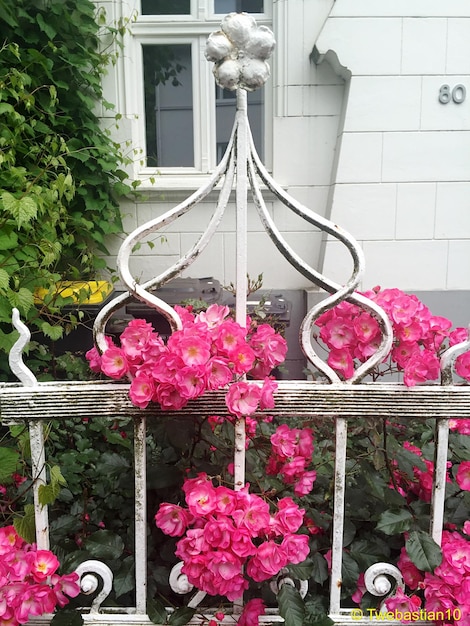 Foto close-up van roze bloemen