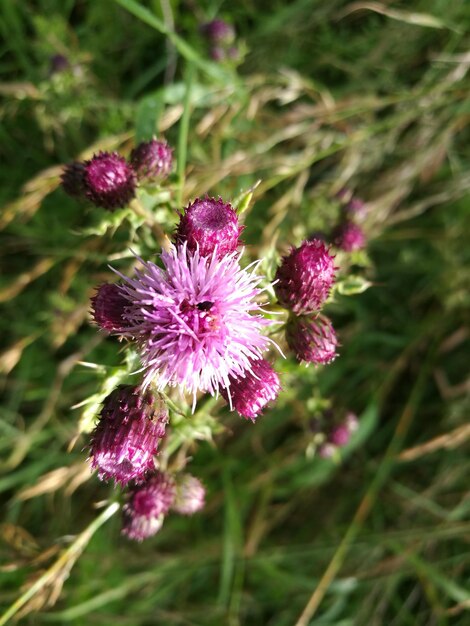 Foto close-up van roze bloemen