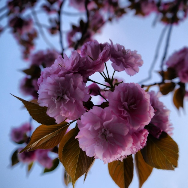 Foto close-up van roze bloemen