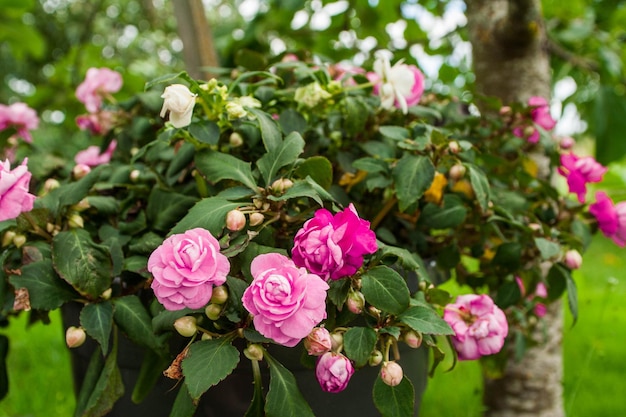 Foto close-up van roze bloemen