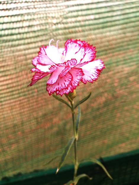 Foto close-up van roze bloemen