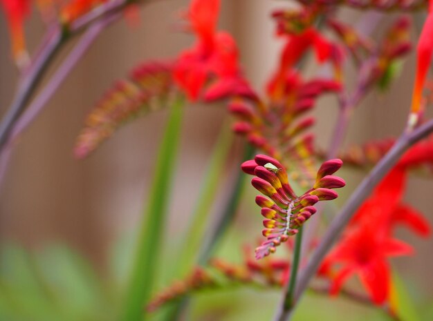 Foto close-up van roze bloemen