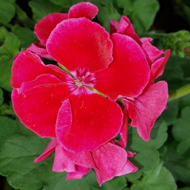 Foto close-up van roze bloemen