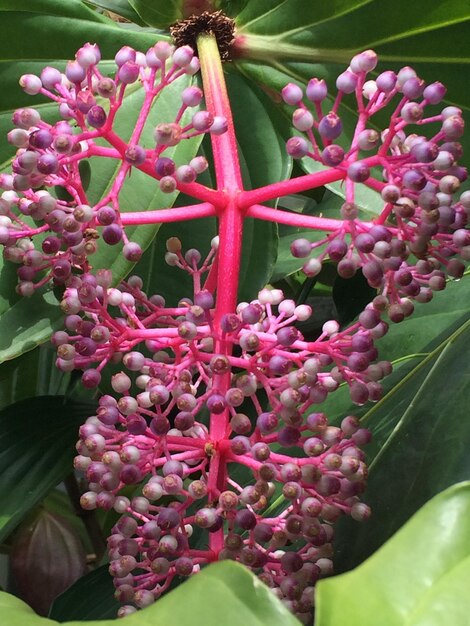 Foto close-up van roze bloemen