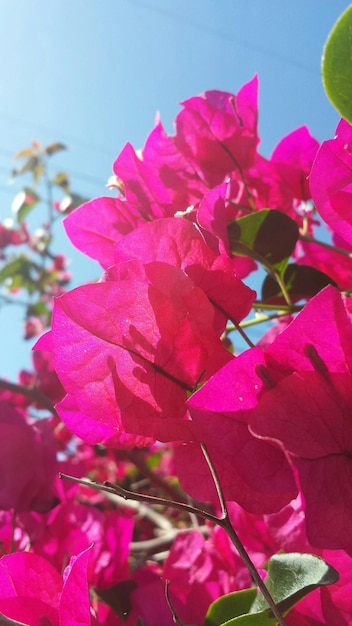 Close-up van roze bloemen