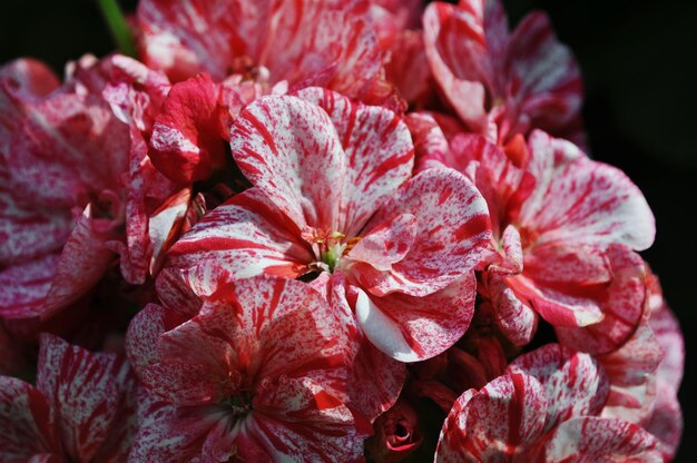 Foto close-up van roze bloemen