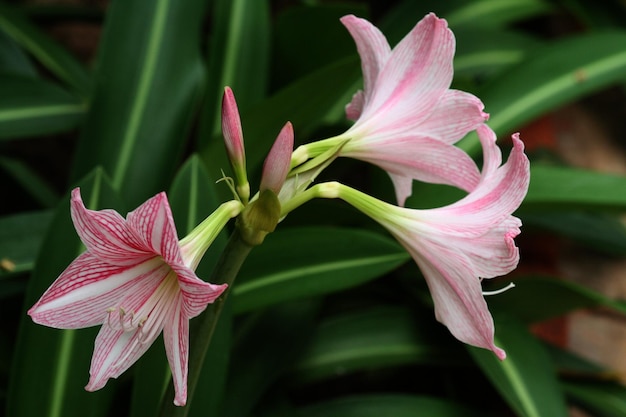 Foto close-up van roze bloemen