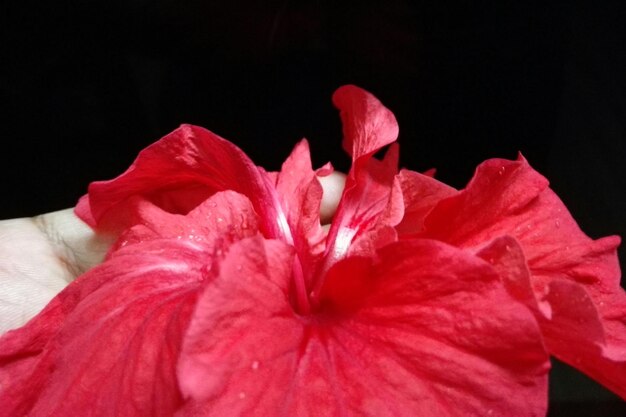 Foto close-up van roze bloemen