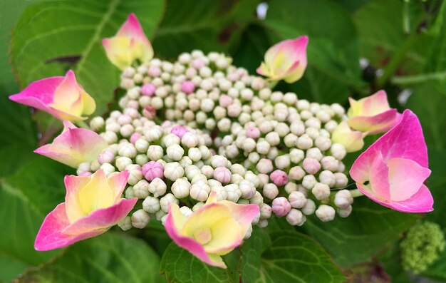 Foto close-up van roze bloemen