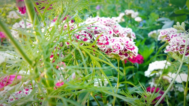 Foto close-up van roze bloemen