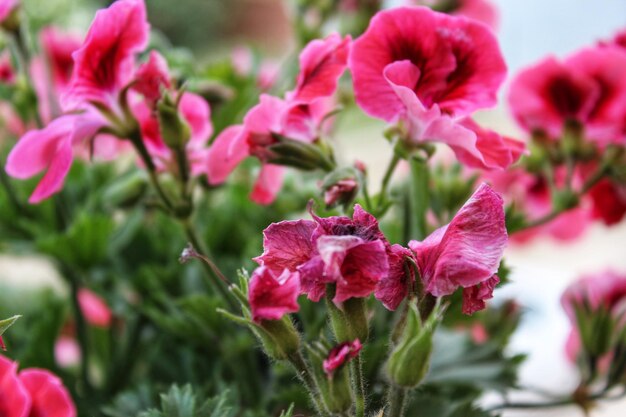 Close-up van roze bloemen