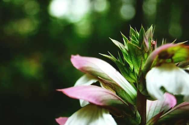 Close-up van roze bloemen