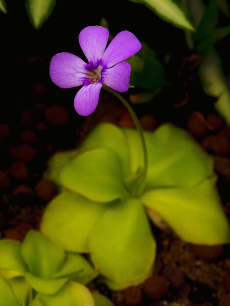 Foto close-up van roze bloemen