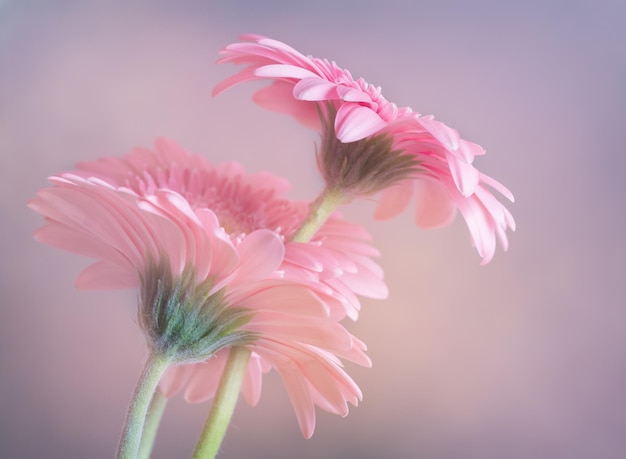 Close-up van roze bloemen