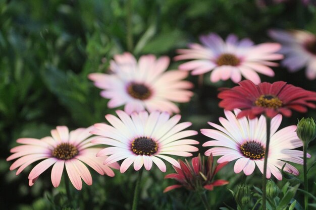 Foto close-up van roze bloemen