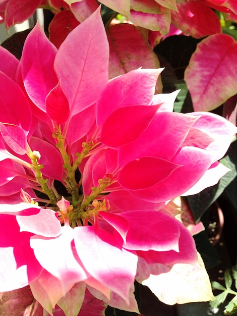 Foto close-up van roze bloemen