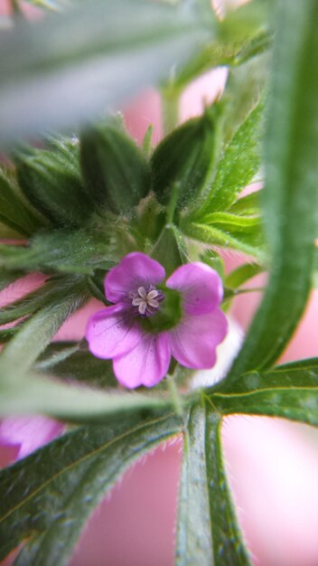 Foto close-up van roze bloemen