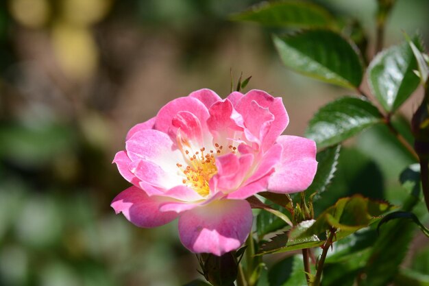 Foto close-up van roze bloemen