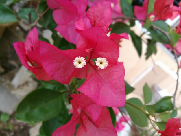 Foto close-up van roze bloemen