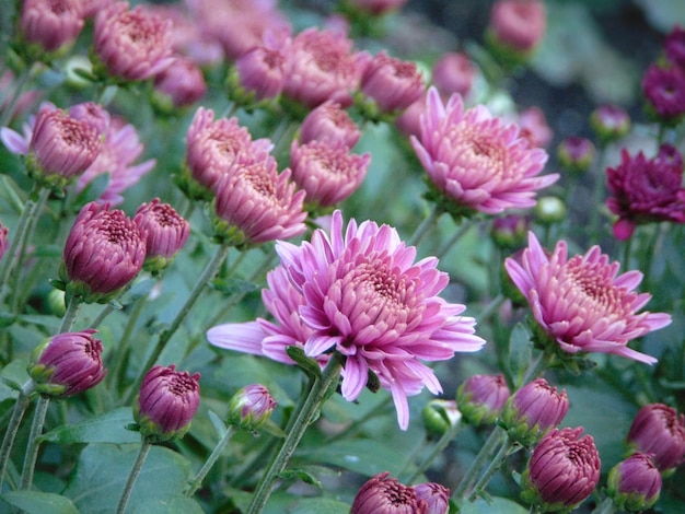 Close-up van roze bloemen