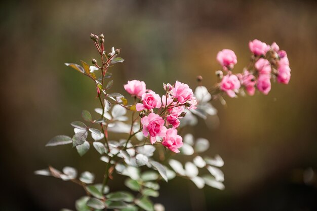 Close-up van roze bloemen