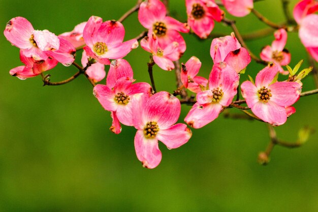 Close-up van roze bloemen