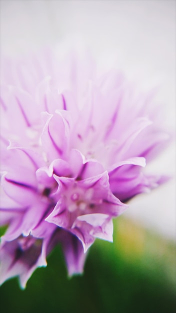 Foto close-up van roze bloemen