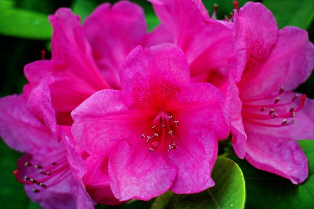 Foto close-up van roze bloemen