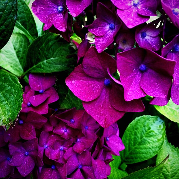 Close-up van roze bloemen