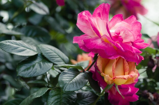 Foto close-up van roze bloemen