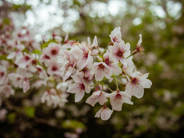 Foto close-up van roze bloemen