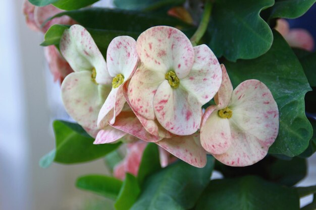 Foto close-up van roze bloemen