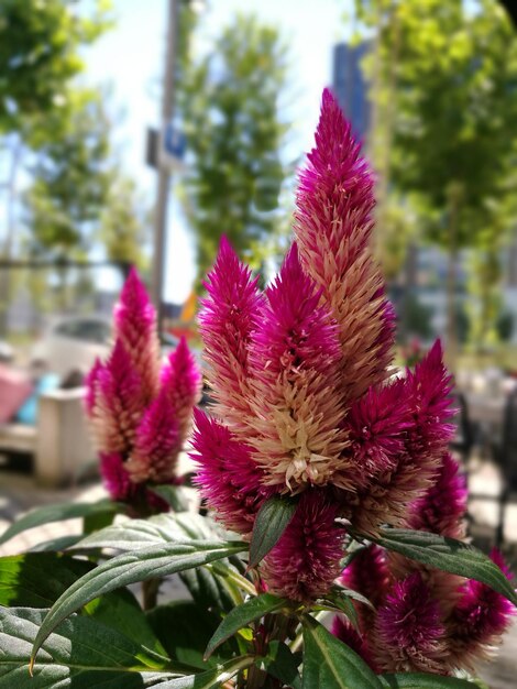 Foto close-up van roze bloemen