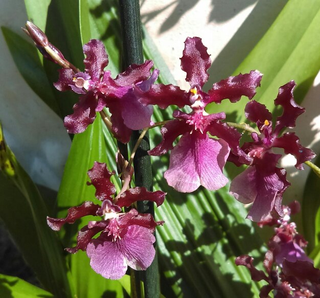 Foto close-up van roze bloemen